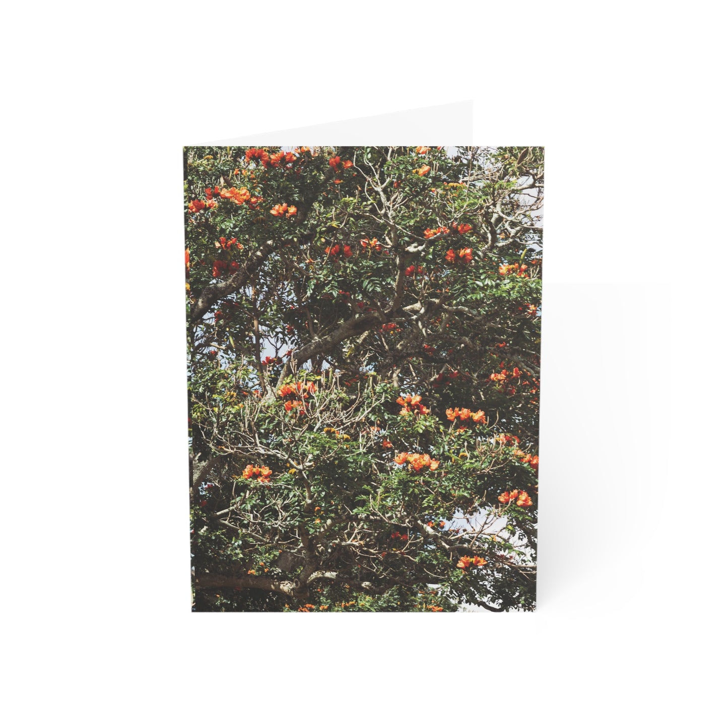 African Tulip Tree - Greeting Cards
