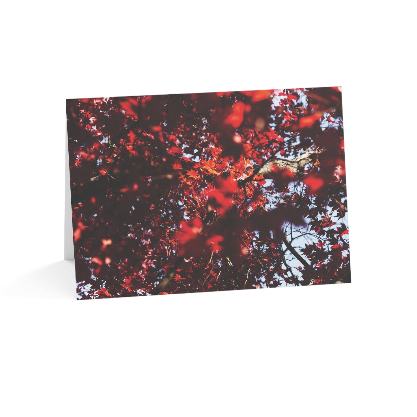 Red Maple - Greeting Cards