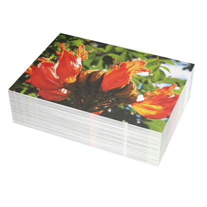 African Tulip Blossom - Greeting Cards