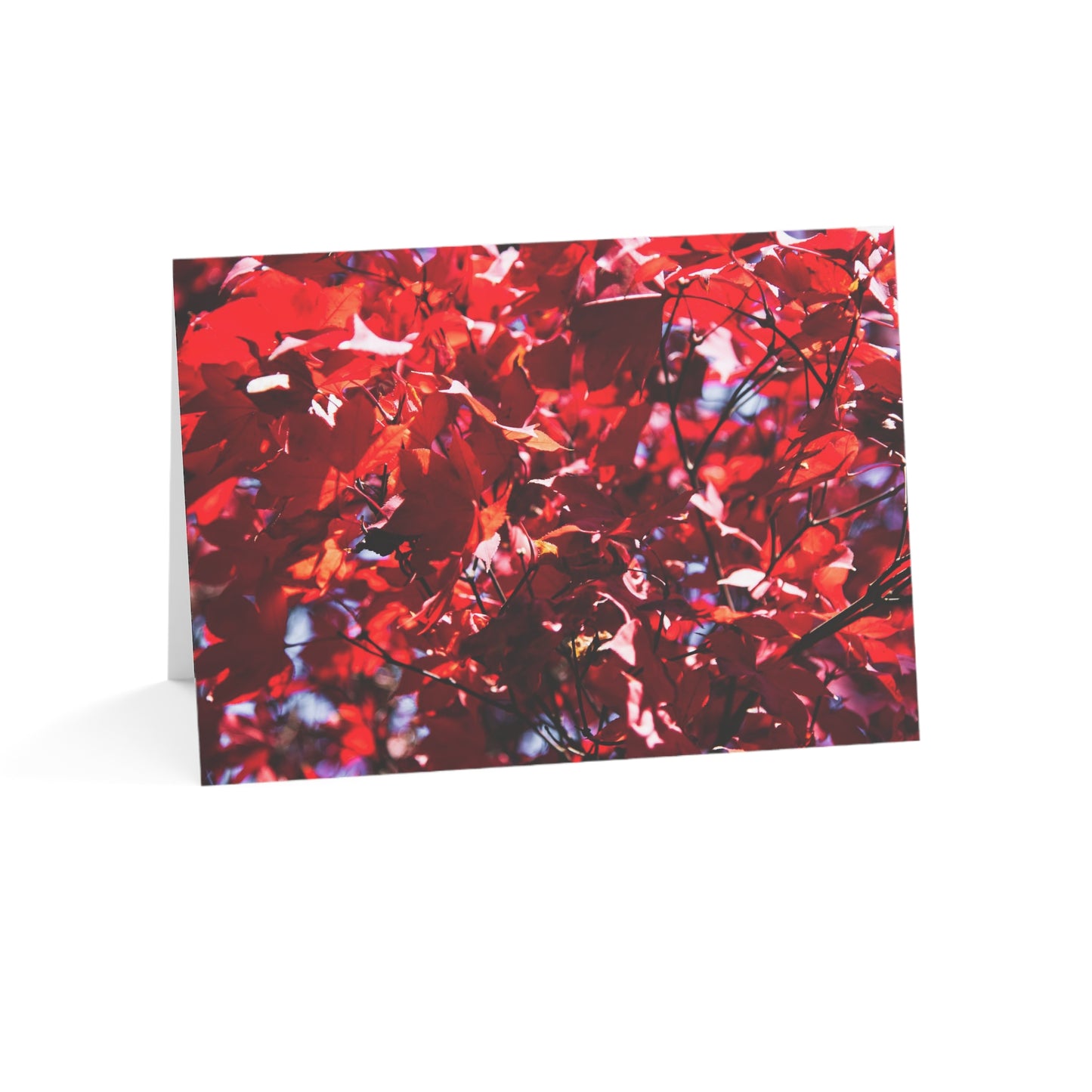 Red Maple / Centered - Greeting Cards