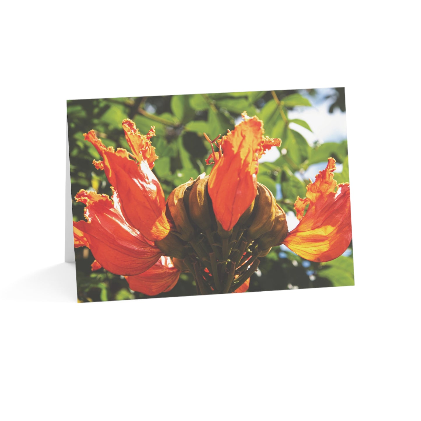 African Tulip Blossom - Greeting Cards