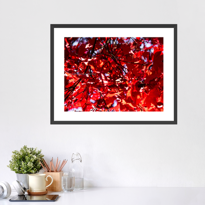 Red Maple / Left - Framed Prints