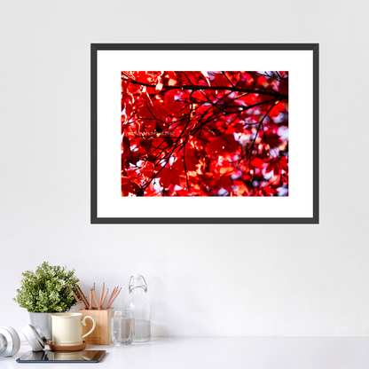 Red Maple / Right - Framed Prints