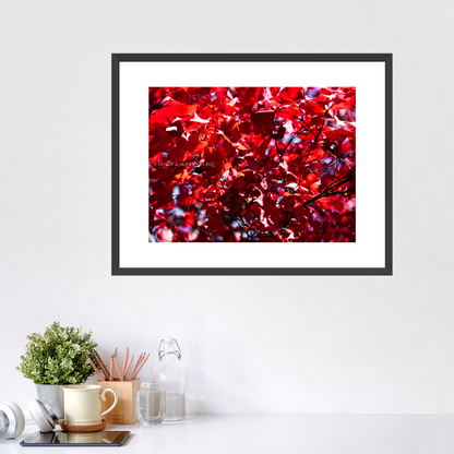 Red Maple / Centered - Framed Prints