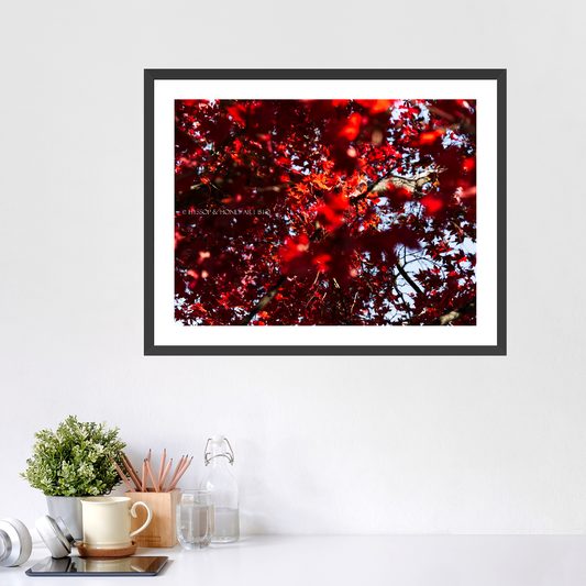 Red Maple - Framed Prints