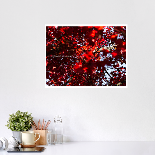 Red Maple - Unframed Prints