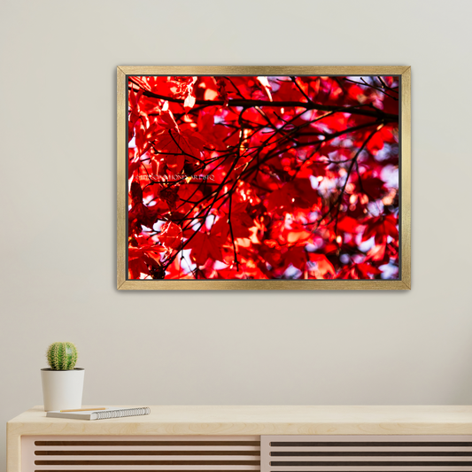 Red Maple / Right - Canvas Prints